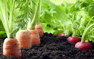 LOKALNO GAJENE NAMIRNICE – TREND KOJI OPSTAJE